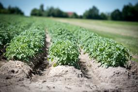 photo of green potato field
