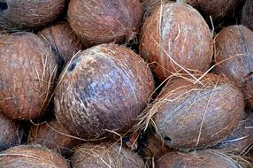 pile of ripe Coconuts