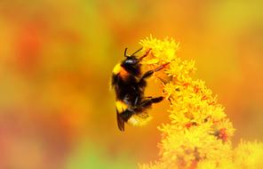 bumblebee pollinates yellow fluffy flower