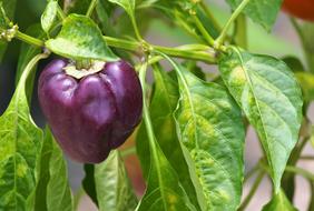 purple Plant Vegetable Agriculture