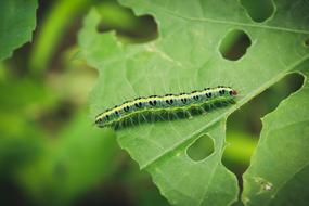 closeup photo of green caterpillar gnaws a green leaf