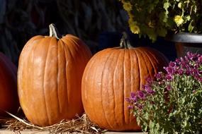 Beautiful, orange pumpkins, near the purple flowers, in light, in autumn