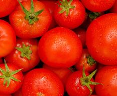 wet ripe tomatoes