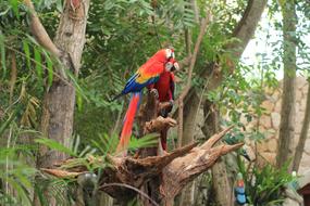 Parrot Scarlet Macaw red blue