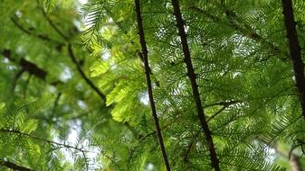 Pine Leaf Foliage trees