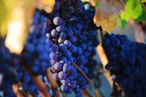Grapes Ripe Sweet blue