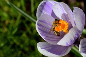 Crocus and Bee Collect