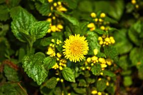 dandelion near green plant in nature