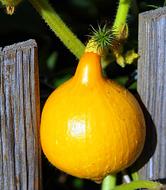 Pumpkin orange Vegetables