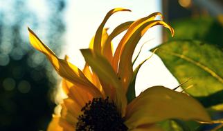 sunflower petals close-up on a blurred background