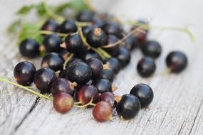 Close-up of the beautiful black currant berries on a wooden table