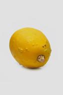 Beautiful, yellow and orange decorative pumpkin in autumn, at white background