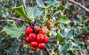 Beautiful Holly Shrub with red berries and green leaves