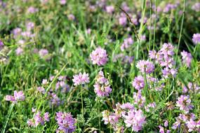 Meadow Flowers violet Nature