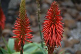 drought tolerant plant in South Africa