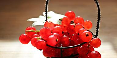 Currants Fruit Red