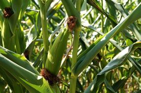 Beautiful and colorful corn plants, with the cobs, in sunlight