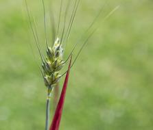 green Barley Plant Crop