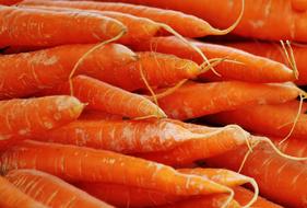 delicious organic carrots