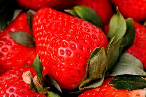 Close-up of the beautiful, shiny, red strawberries with the colorful leaves