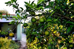 green Oranges on tree on garden