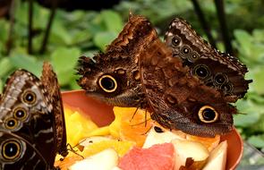 Owl Edelfalter Butterfly