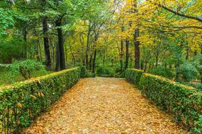 Autumn orange Green Garden