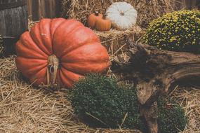 Colorful and beautiful pumpkins, plants and hay in autumn