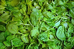 Spinach Vegetable Fresh green