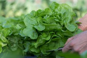 Salad Harvest Garden green