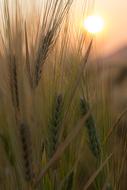 photo of a grain field at sunrise