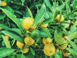 lemon tree branches with green leaves and fruits