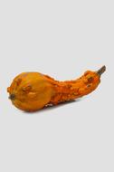 long Decorative Pumpkin with warts