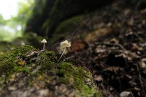 mushrooms in forest nature in blurred background