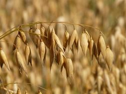 photo of oats on the field