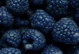 blue blackberry, close-up