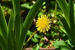 Dandelion Flower Plant yellow green