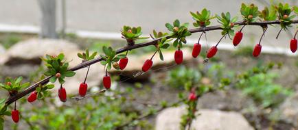 Close-up of the beautiful, red barberries, on the branch, with the leaves