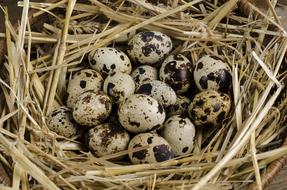 Quail Eggs in nest