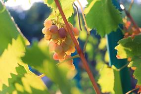 ripe grapes on a branch on a blurred background