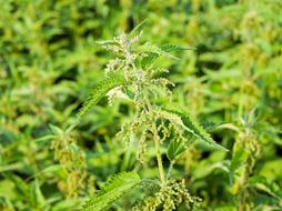 Beautiful, green and yellow stinging nettle plants, on the meadow