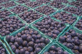 Blueberries Fresh Fruit blue