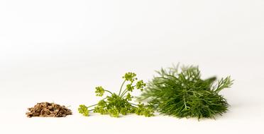 Dill seeds, Flowers and leaves