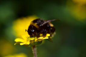 Small Hummel at Nature
