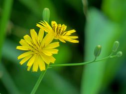 Nature Plant Flower yellow