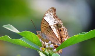 tropical butterfly on a plant on a blurred background