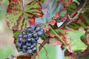 ripe blue grapes at the winery