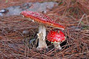 two colorful mushrooms on the forest floor close-up