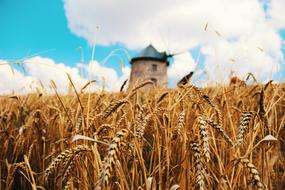 Wheat Spike Grain