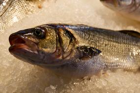 Fish Seafood ice